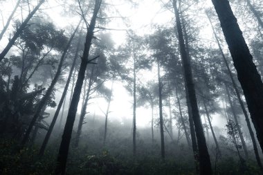 Sisli yağmurlu bir günde Orman