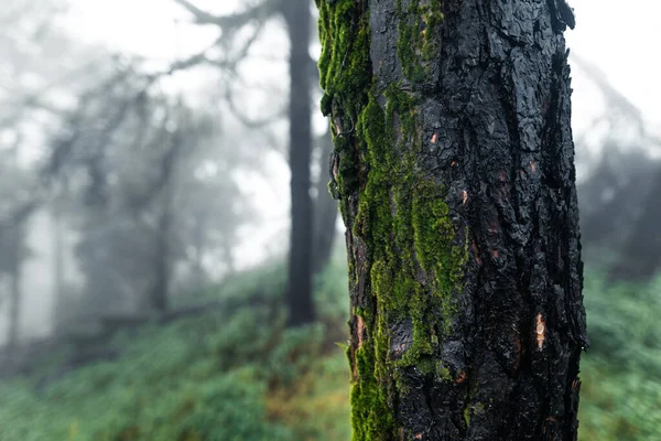 Деревья Папоротники Дождливый День Зеленый Лес — стоковое фото