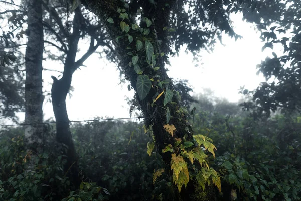Forest Misty Rainy Day — Stock Photo, Image