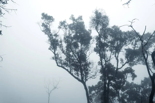 多雾的雨天里的森林 — 图库照片