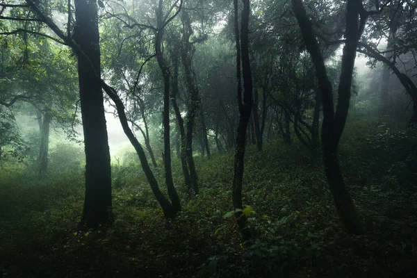 霧の中の森雨の日 — ストック写真