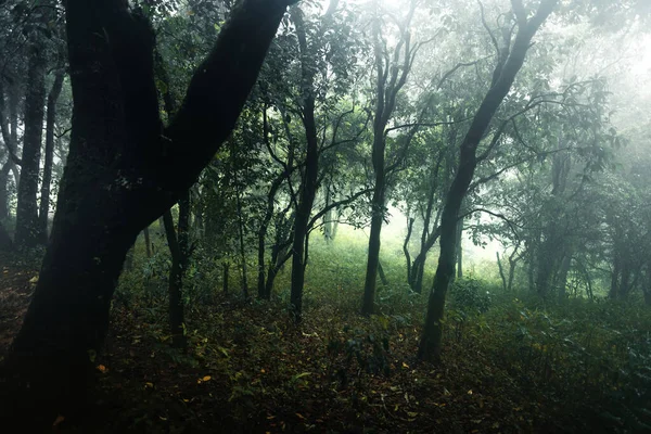 Ліс Туманний Дощовий День — стокове фото
