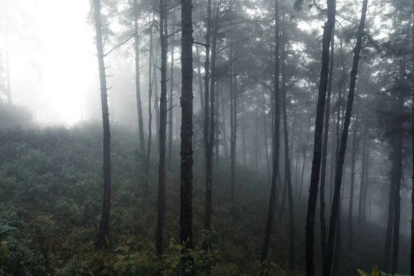 Forêt Dans Jour Pluie Brumeux — Photo