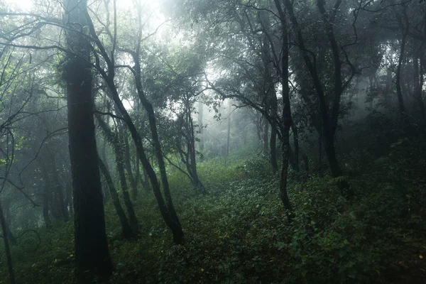 Forêt Dans Jour Pluie Brumeux — Photo