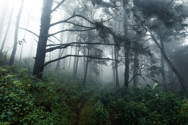 Floresta Dia Chuvoso Nebuloso — Fotografia de Stock