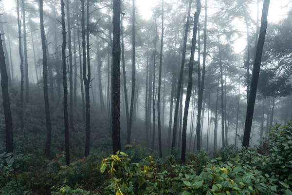 Forêt Dans Jour Pluie Brumeux — Photo