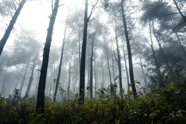 Forêt Dans Jour Pluie Brumeux — Photo