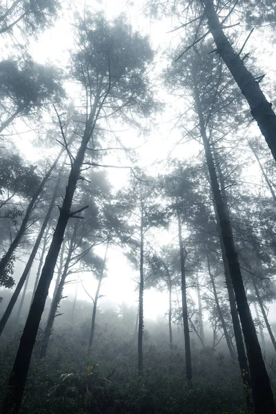Forêt Dans Jour Pluie Brumeux — Photo