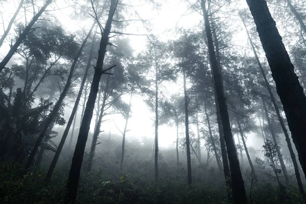 Ліс Туманний Дощовий День — стокове фото