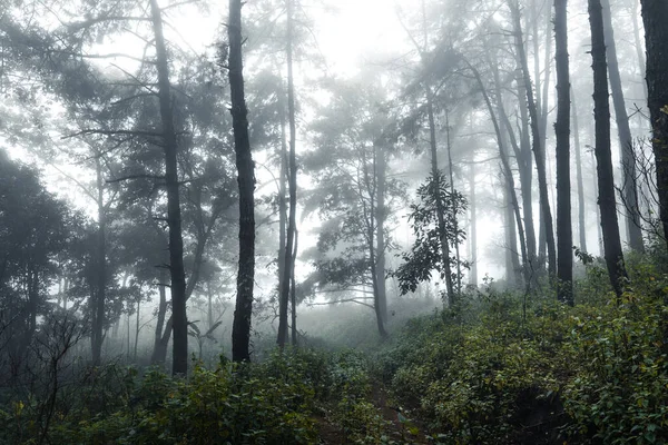 Floresta Dia Chuvoso Nebuloso — Fotografia de Stock