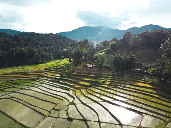 Rice Fields Beginning Cultivation Asia — Stock Photo, Image