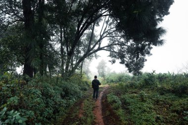 Tropikal nemli ormana giden yol.