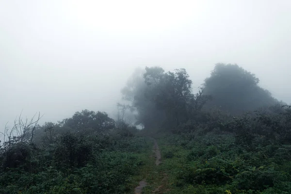 Route Vers Forêt Tropicale Humide — Photo