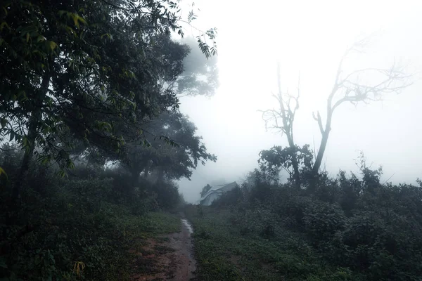 Strada Nella Foresta Tropicale Umida — Foto Stock