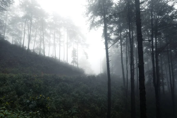 Vägen Den Tropiska Fuktiga Skogen — Stockfoto