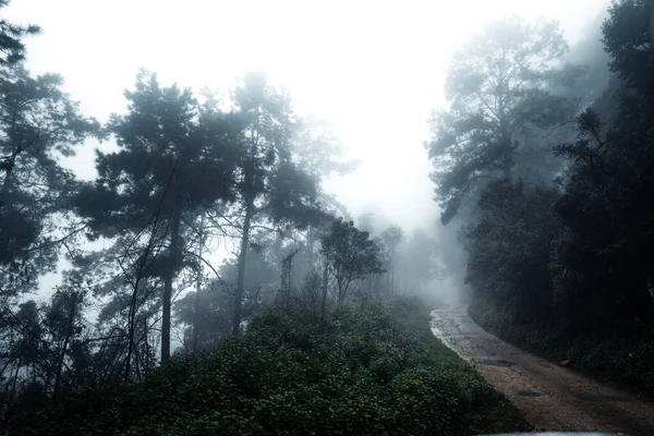 Strada Nella Foresta Tropicale Umida — Foto Stock