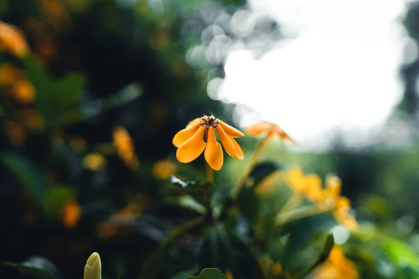 Flores Amarillas Naturaleza Lluviosa — Foto de Stock