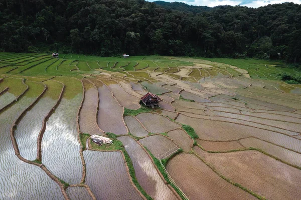 Campos Arroz Antes Plantar Temporada Lluvias —  Fotos de Stock