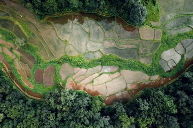 Ormandaki teraslı pirinç tarlalarının havadan görünüşü