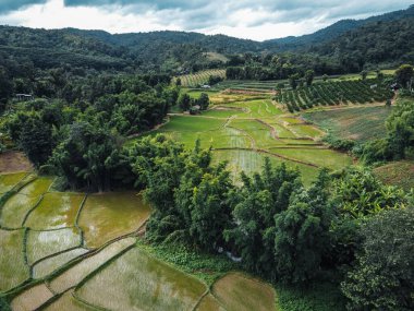 Yeşil ormandaki tarlalara ve tarlalara giden yol.