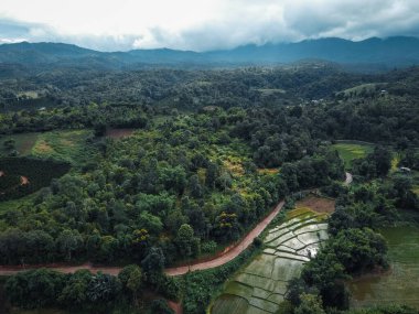 Yeşil ormandaki tarlalara ve tarlalara giden yol.