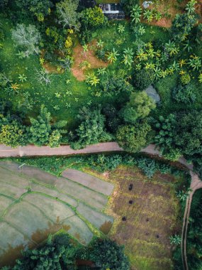 Yeşil ormandaki tarlalara ve tarlalara giden yol.