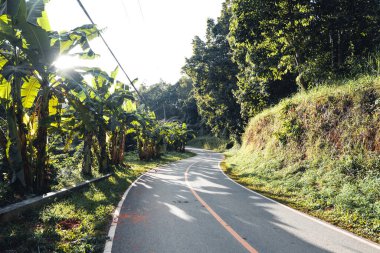 Yeşil ormandaki tarlalara ve tarlalara giden yol.