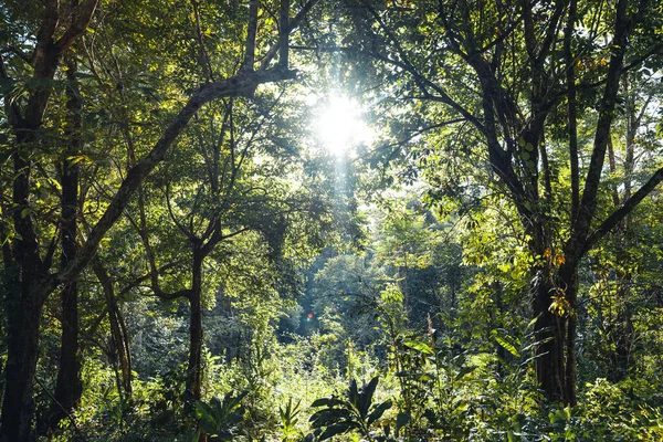 Camino Hacia Las Tierras Cultivo Los Campos Bosque Verde — Foto de Stock