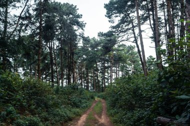 Yaz ormanı ve ormana giden yol, ağaçta yosun.