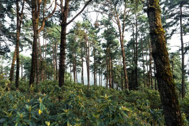 Yaz ormanı ve ormana giden yol, ağaçta yosun.