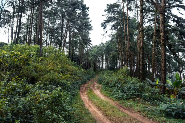 Bosque Verano Camino Hacia Bosque Musgo Árbol —  Fotos de Stock