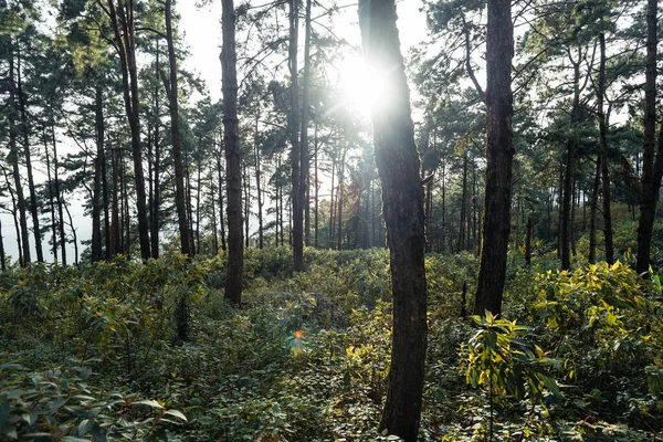 Zomer Bos Weg Naar Het Bos Mos Boom — Stockfoto