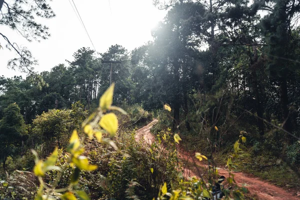 Bosque Verano Camino Hacia Bosque Musgo Árbol — Foto de Stock