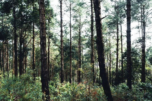 Forêt Été Route Dans Forêt Mousse Sur Arbre — Photo