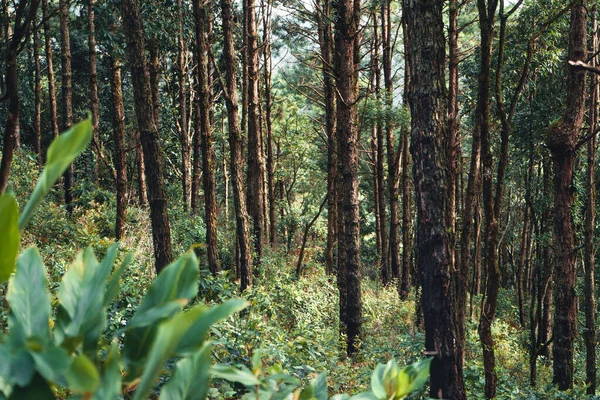 Летний Лес Дорога Лес Мох Дереве — стоковое фото