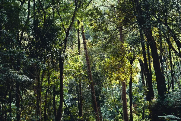 Sommarskog Och Vägen Skogen Mossa Trädet — Stockfoto