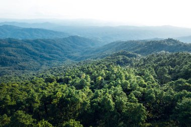 Dağlar ve yaz yukarıdan yeşil ormanlar