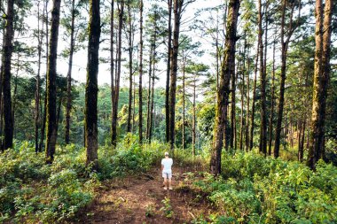 Dağlar ve yaz yukarıdan yeşil ormanlar