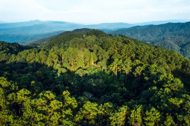 Dağlar ve yaz yukarıdan yeşil ormanlar