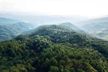Dağlar ve yaz yukarıdan yeşil ormanlar