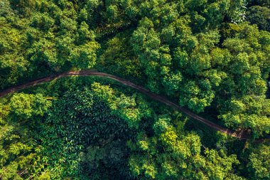 Dağlar ve yaz yukarıdan yeşil ormanlar