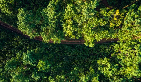 Montanhas Florestas Verdes Verão Cima — Fotografia de Stock