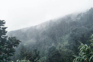 Ağaçlar ve dağlar Yağmurlu bir günde ve siste