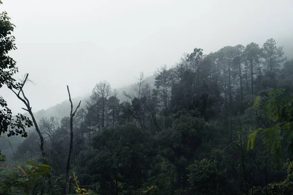 Árboles Montañas Días Lluviosos Niebla —  Fotos de Stock