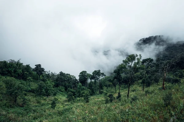 Árboles Montañas Días Lluviosos Niebla — Foto de Stock