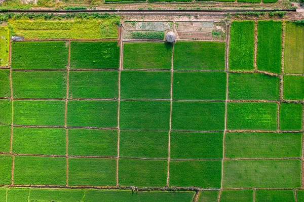 Paisaje Campo Arroz Con Cáscara Asia —  Fotos de Stock