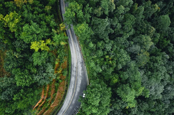 Ormanda Yol Yağmurlu Mevsim Doğa Ağaçları Sis Yolculuğu — Stok fotoğraf