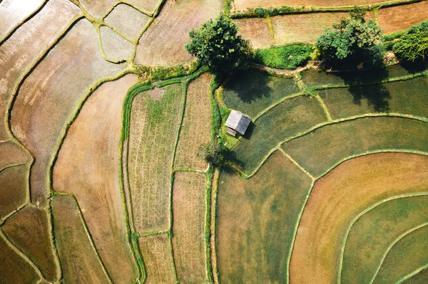 Paisaje Campo Arroz Con Cáscara Asia —  Fotos de Stock