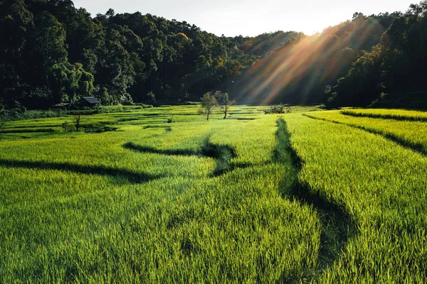 Asya Daki Paddy Pirinç Tarlası — Stok fotoğraf