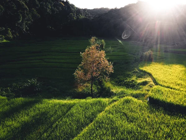 Asya Daki Paddy Pirinç Tarlası — Stok fotoğraf